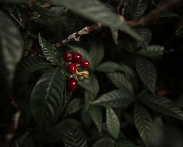 Comment organiser une visite des plantations de café en Éthiopie?